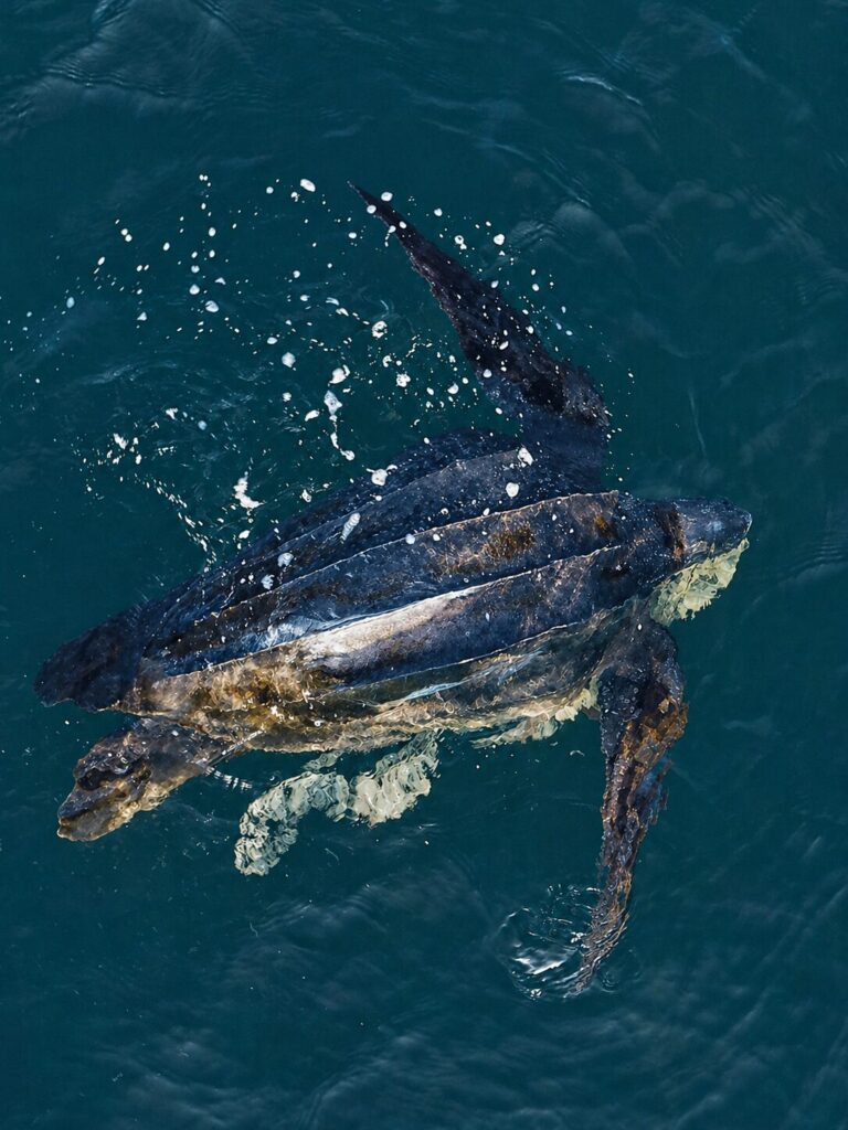 Tortuga laúd (Dermochelys coriacea) en la costa de Antofagasta. Créditos: ©Yerko Yutronic