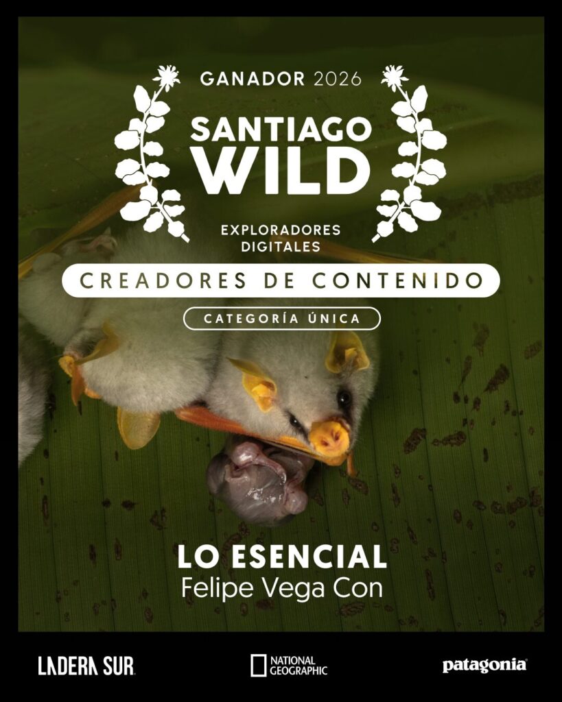 Ganador de Santiago Wild 2026.