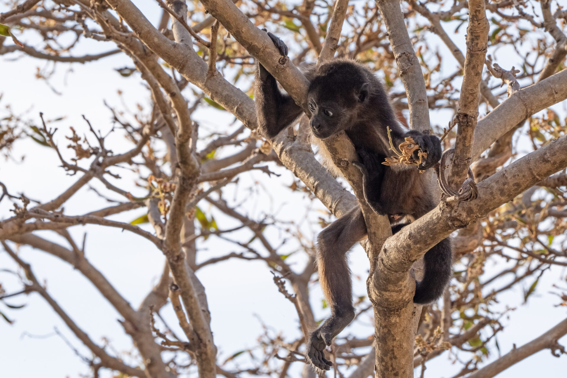 Lanzan campaña internacional de crowdfunding para detener la crisis de electrocución de fauna en Costa Rica