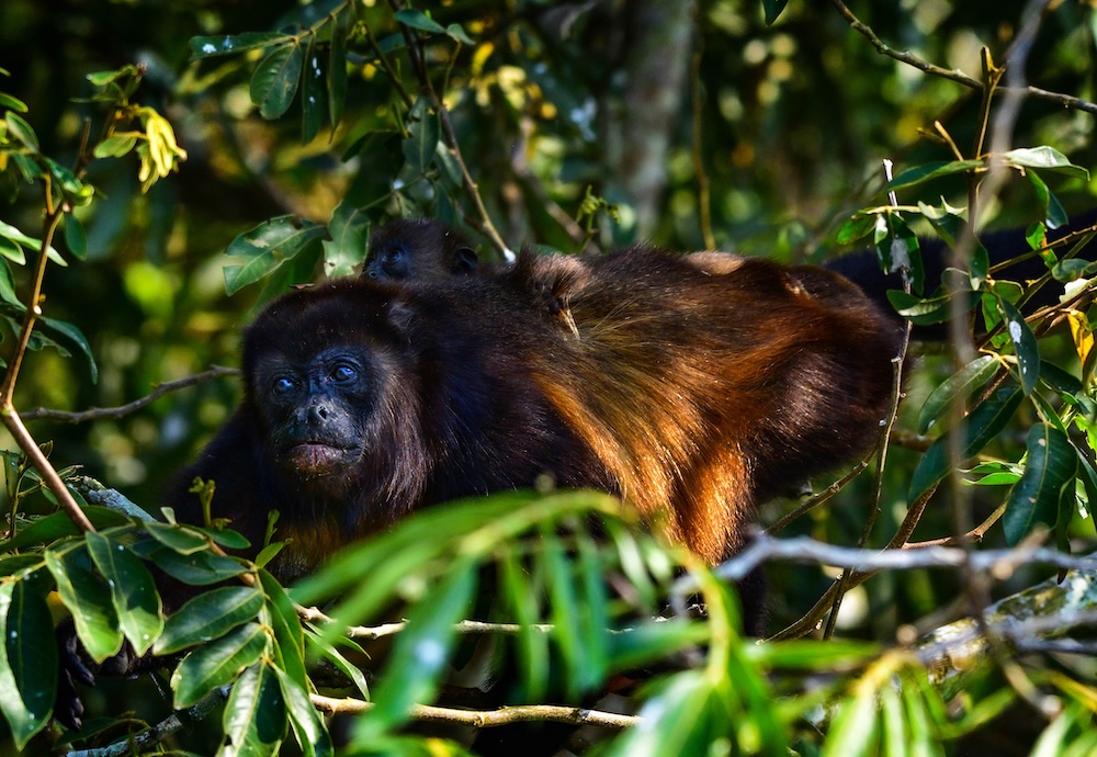 México: 40 años de rescatar y reintegrar monos nativos en la selva veracruzana