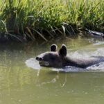 mountain-tapir-2 jean