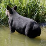Tapir andino, foto de Jean