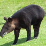 mountain-tapir- david sifry