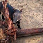 mountain-tapir rennett stowe