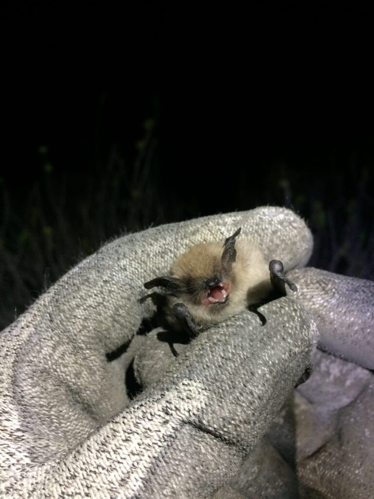 Myotis atacamensis, foto de Ignacio Fernández