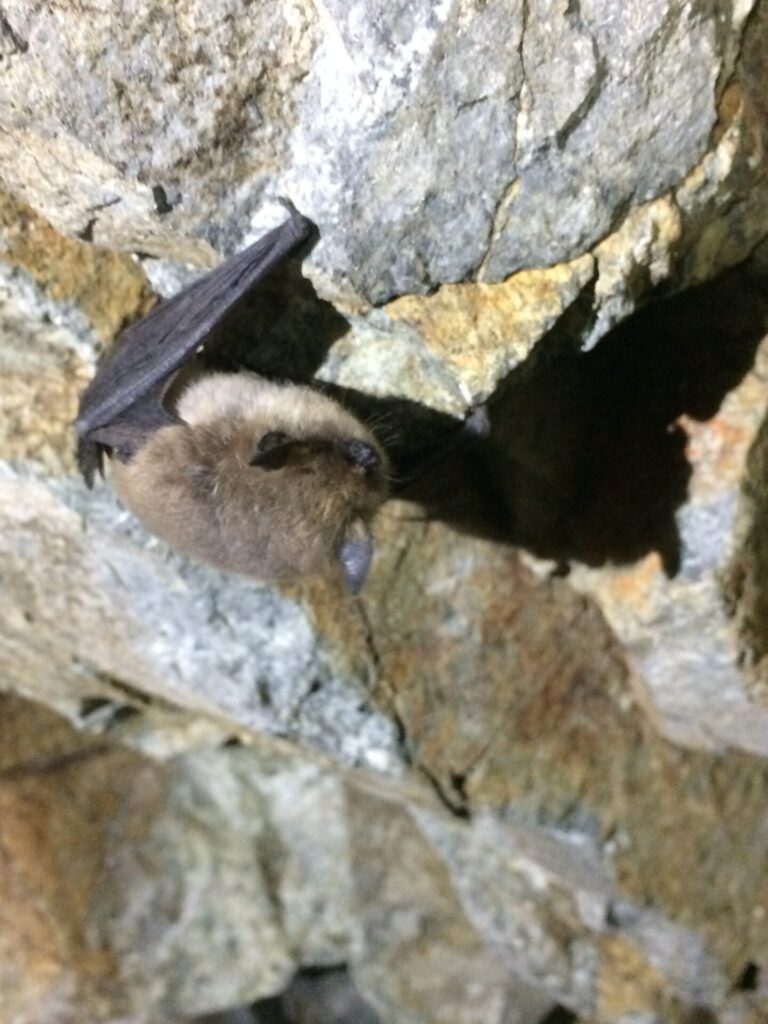 Myotis atacamensis, foto de Ignacio Fernández