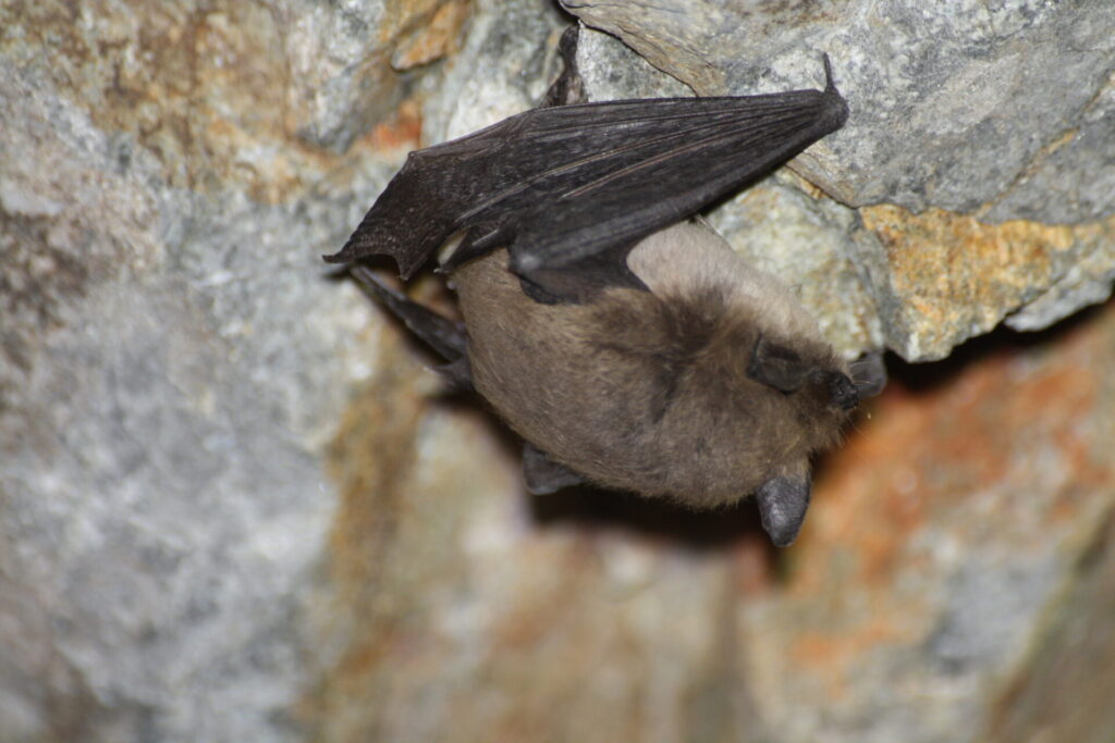 Myotis atacamensis, foto de Ignacio Fernández