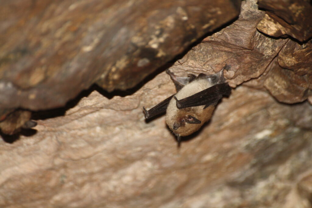 Myotis atacamensis, foto de Ignacio Fernández