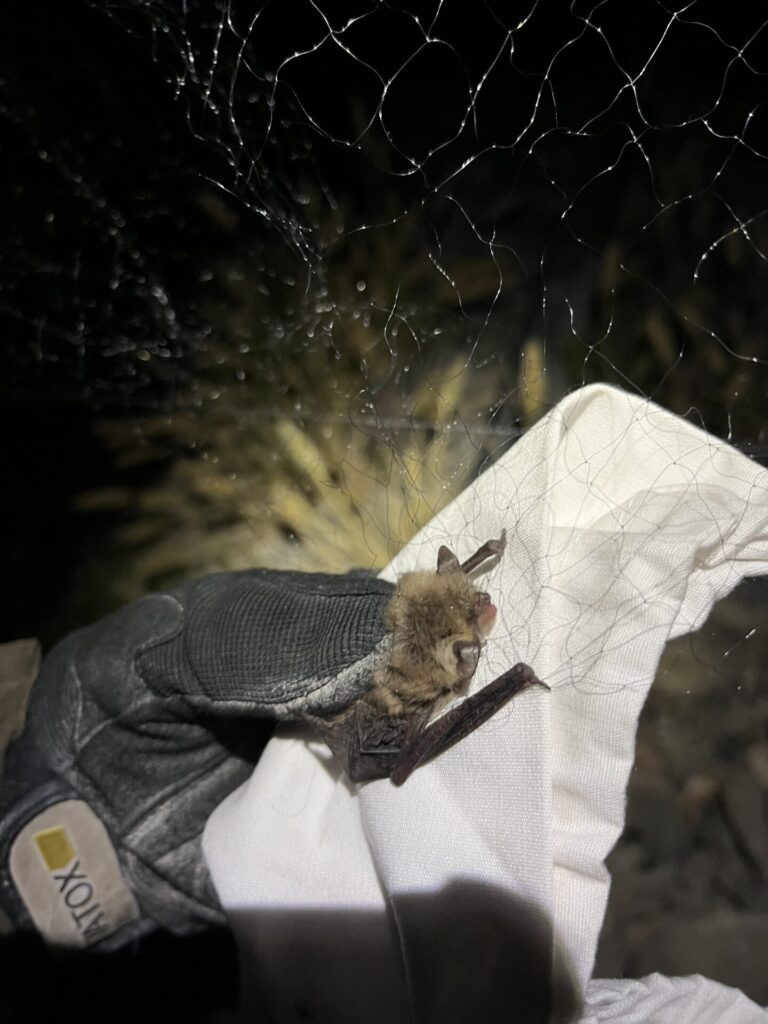 Myotis atacamensis, foto de Ignacio Fernández