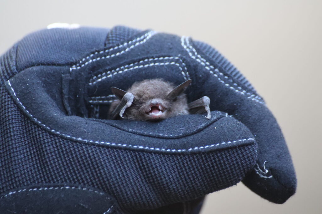 Myotis chiloensis, foto de Ignacio Fernández