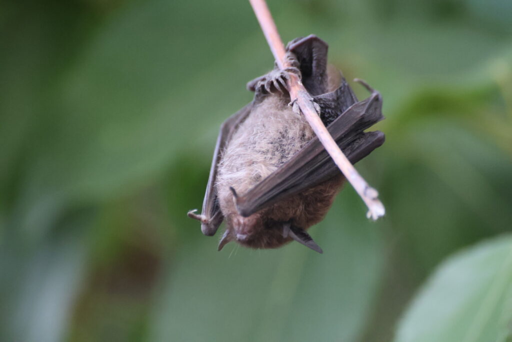 Myotis chiloensis, foto de Ignacio Fernández