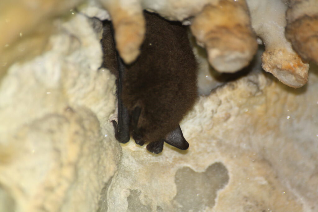 Myotis chiloensis, foto de Ignacio Fernández