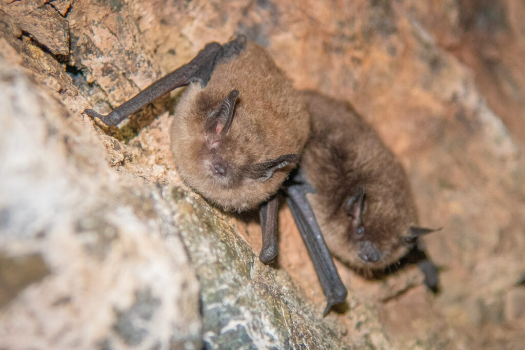 Myotis chiloensis, foto de Darío de la Fuente