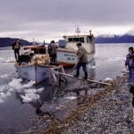 Para ir a Caleta Tortel desde el campo la familia Landeros tiene que viajar un día en lancha. En los inviernos antiguos estas aguas se congelaban por meses. Ventisquero Jorge Montt 2005. Foto Milenka Heran