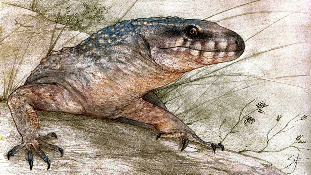 Científicos hallan restos fósiles de un nuevo reptil de 70 millones de años en la Patagonia argentina