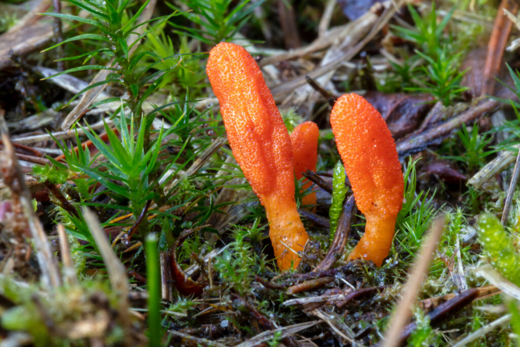 Cordyceps militaris. Créditos: Shutterstock