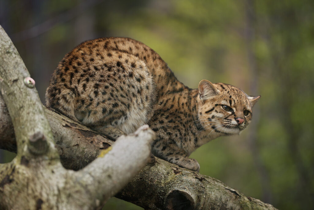 Gato de Geoffroy. Créditos: Shutterstock