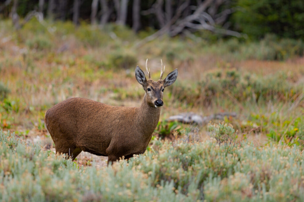 Huemul en Parque Nacional Cerro Castillo. Créditos: Shutterstock.