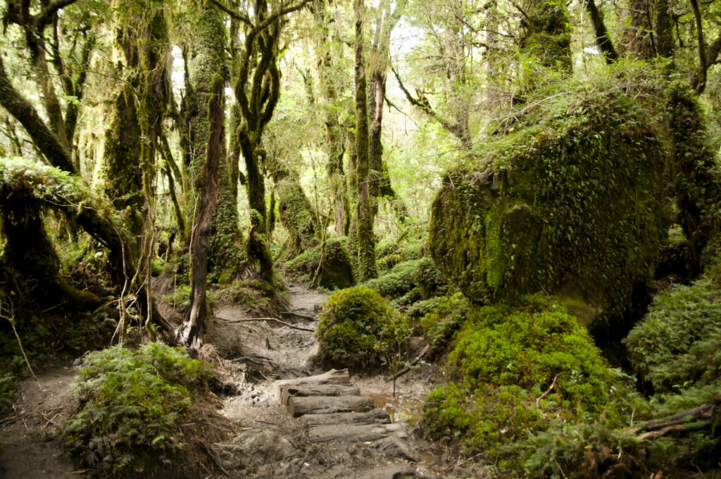 Parque Nacional Queulat. Créditos: Shutterstock