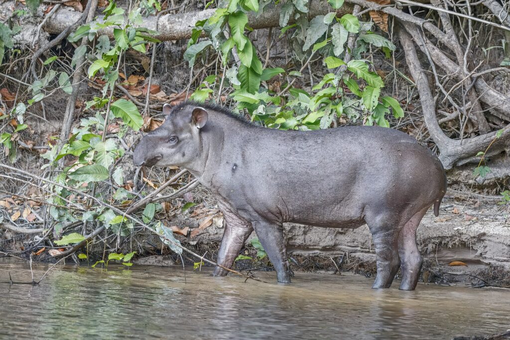 Tapir amazónico, foto de Charles J. Sharp