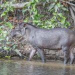 Tapir amazónico, foto de Charles J. Sharp