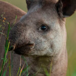 Tapir amazónico