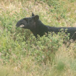 tapir andino camilo botero