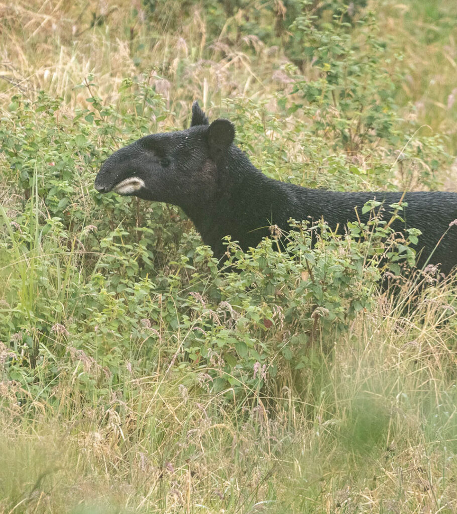 tapir andino camilo botero