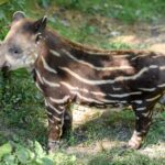 tapir-calf-stripes eric kilby