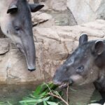 Tapir centroamericano, foto de Eric Kilby