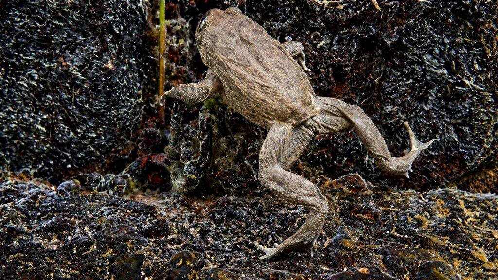 Telmatobius philippii, foto Felipe Rabanal