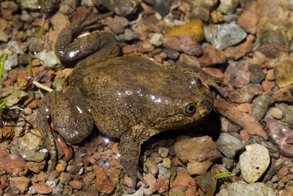 Telmatobius philippii, foto Felipe Rabanal