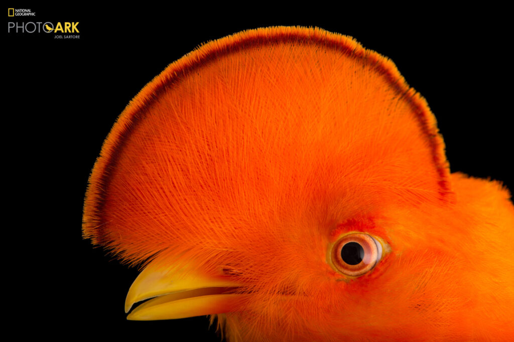Museo National Geographic. Créditos: Joel Sartore