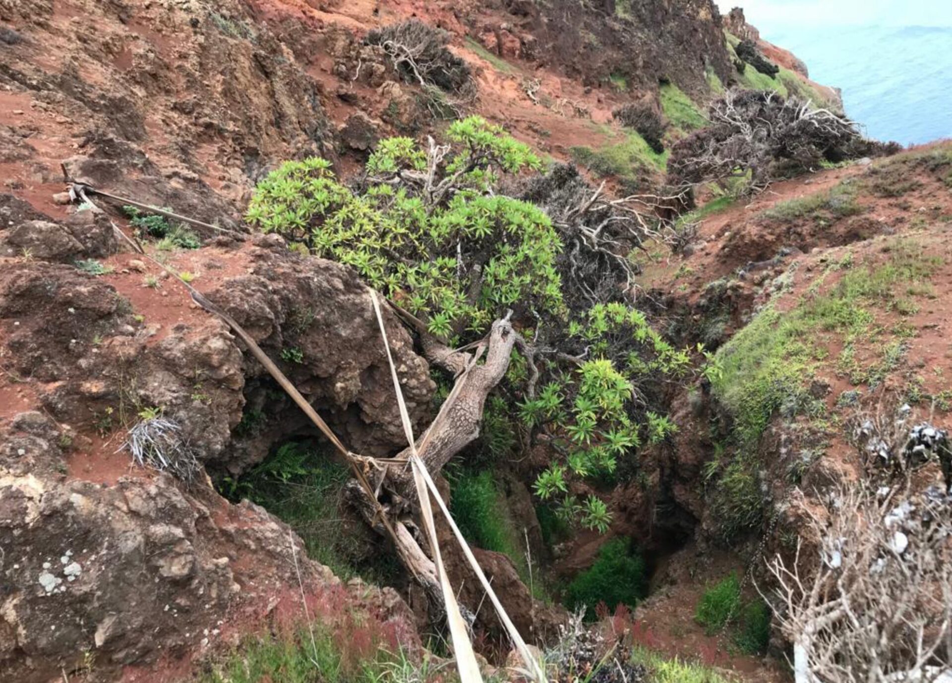 Ocho plántulas han germinado en el Reino Unido: Nueva esperanza para Dendroseris neriifolia, el último de su especie en Juan Fernández