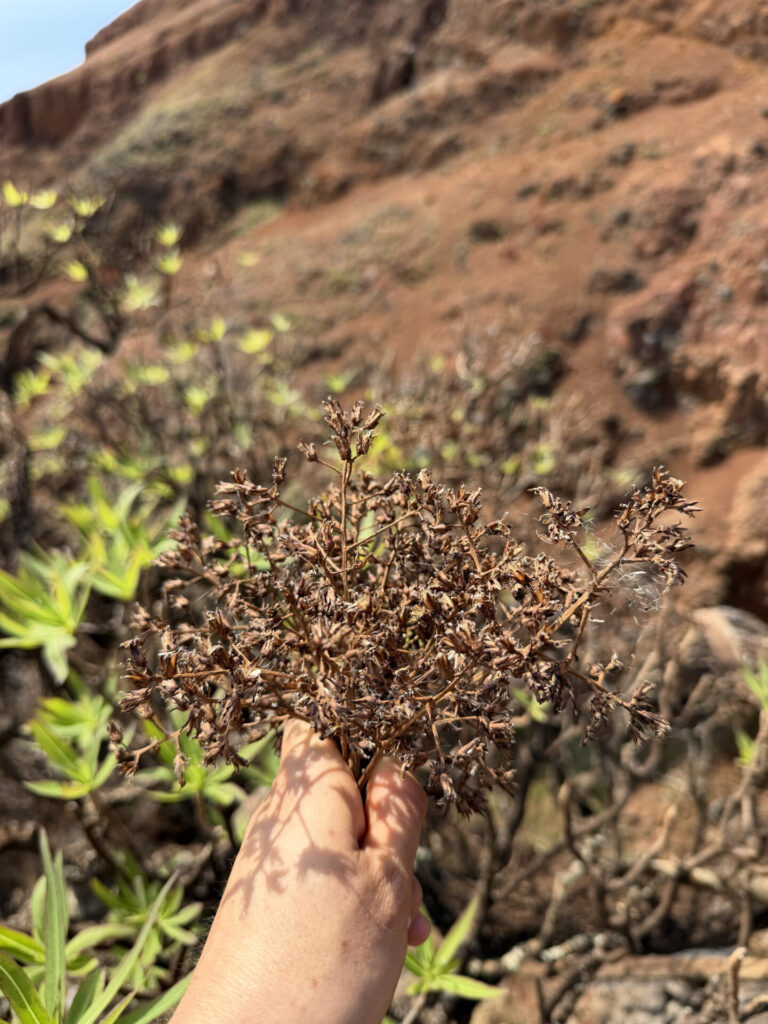 Recolección de semillas de Dendroseris neriifolia en marzo de 2026. Créditos: ©Gonzalo Rojas.