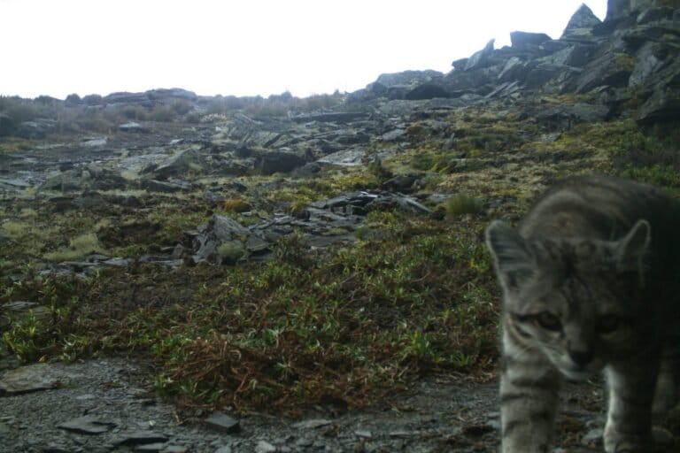 Los andenes de Cuyocuyo sirven de refugio para especies como el gato andino, el puma y más de 100 aves altoandinas registradas en la zona. Créditos: cortesía de WCS