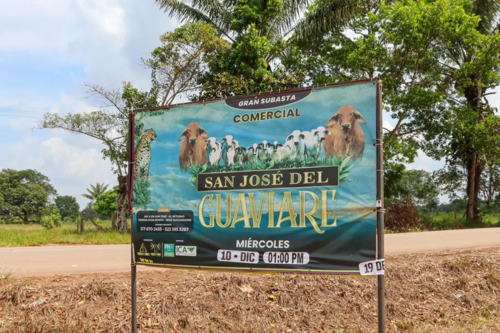 Una pancarta anuncia una subasta de ganado en San José del Guaviare, diciembre de 2025. En esta región, todo el mundo, incluso los agricultores y los propietarios de tierras, podía ser objeto de extorsión por parte de los grupos armados. Créditos (CC-BY): Juan Ortiz)