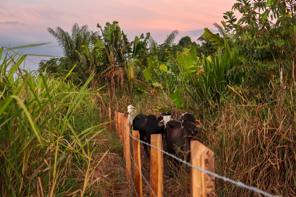 La coca y la ganadería agravan la devastación de la Amazonía colombiana