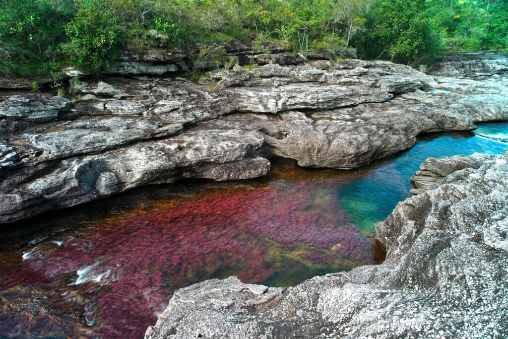 El río Caño Cristales, en el Parque Nacional Natural Sierra de la Macarena, en la Amazonía colombiana. El cultivo de coca y la ganadería se están extendiendo a áreas protegidas como esta, lo que pone en peligro los flujos biológicos y la conectividad entre ecosistemas. Créditos (CC-BY): Kiko Calvo / Alamy