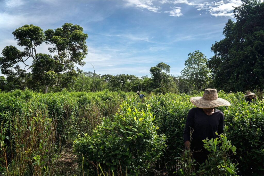  Cosecha de hojas de coca en una plantación del departamento de Nariño, en el oeste de Colombia. Tras años de represión contra el cultivo de coca, la actividad ha vuelto a expandirse 
Créditos (CC-BY): Edinson Arroyo