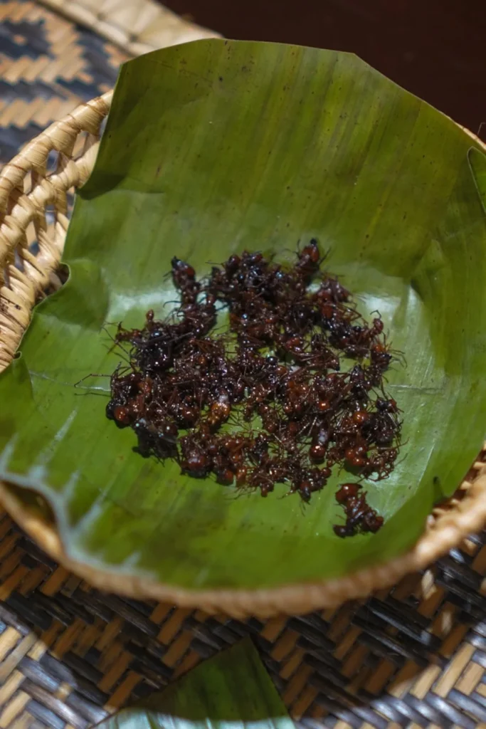 Hormigas maniwara, tal y como se sirven en la Casa de la Gastronomía Indígena Biatüwi, un negocio independiente que comparte las instalaciones del BCMI. La comida se considera parte del mismo proceso de atención que tiene lugar en las salas de tratamiento. Créditos: Gabriel Gawa