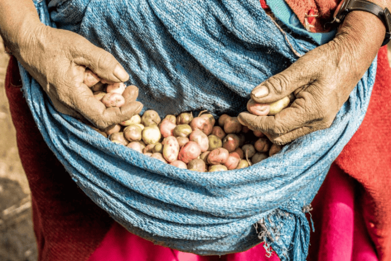 Las comunidades de Cuyocuyo conservan bancos de semillas nativas y sistemas de cultivo en distintos pisos altitudinales conservados por generaciones. Foto: cortesía de WCS
