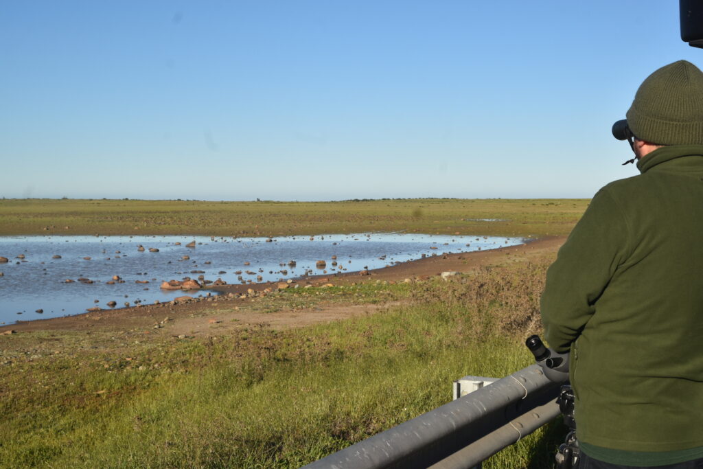 Festival Alado de Las Salinas de Huentelauquén celebrará las aves y la biodiversidad con actividades gratuitas para toda la comunidad.