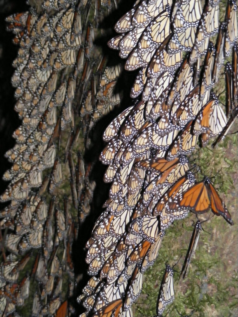 Mariposa monarca. Créditos (CC-BY): Allen Putney, UNESCO.