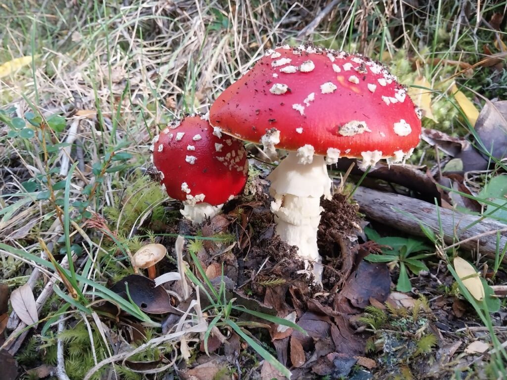 Amanita muscaria en parques nacionales de Argentina. Créditos (CC-BY): Cortesía de Eugenia Salgado Salomón.