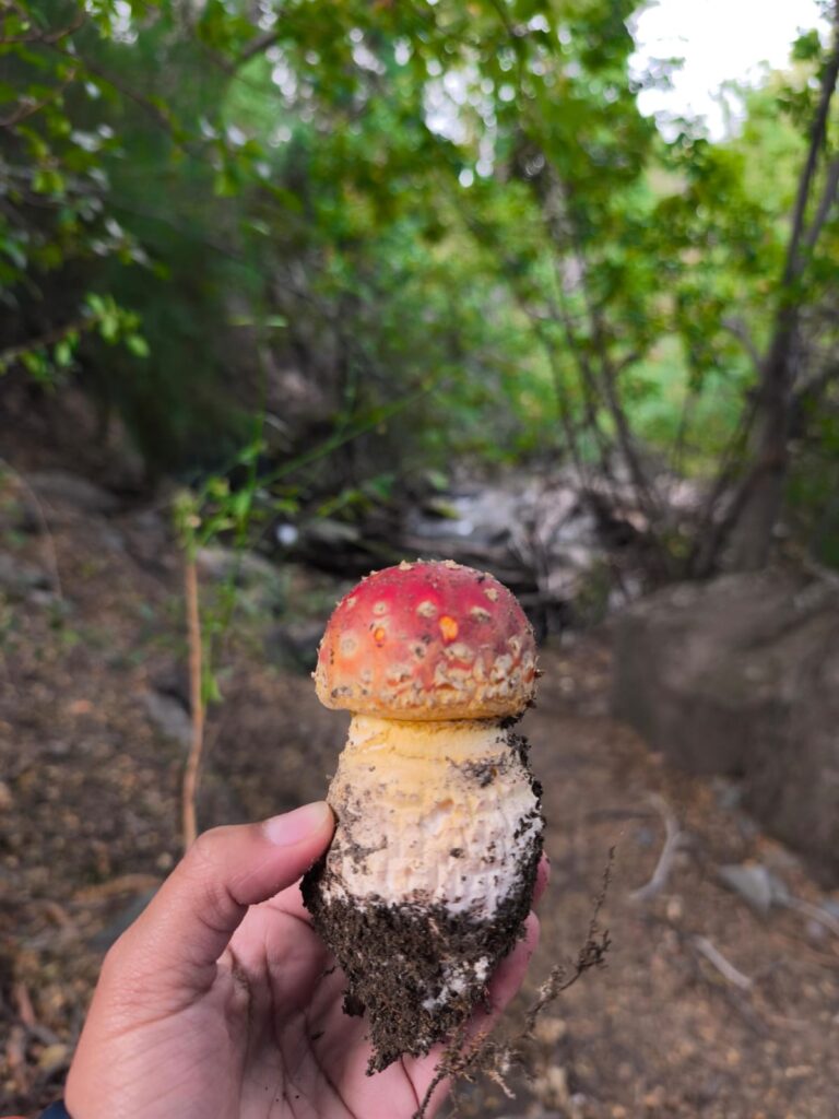 Amanita muscaria en parques nacionales de Argentina. Créditos (CC-BY): Cortesía de Eugenia Salgado Salomón.