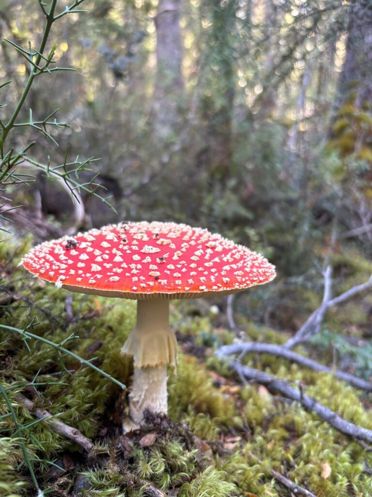 Amanita muscaria en parques nacionales de Argentina. Créditos (CC-BY): Cortesía de Eugenia Salgado Salomón.