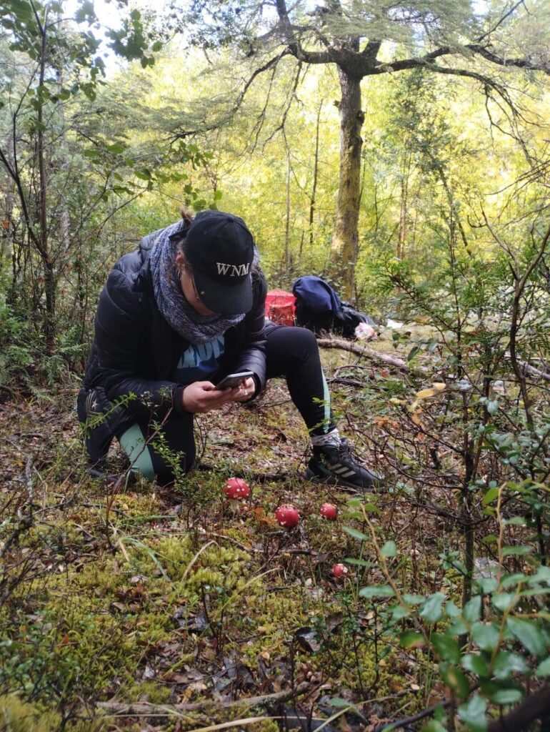 Equipo de científicos estudiando la expansión de Amanita muscaria en los parques nacionales de Argentina. Créditos (CC-BY): Cortesía de Eugenia Salgado Salomón.
