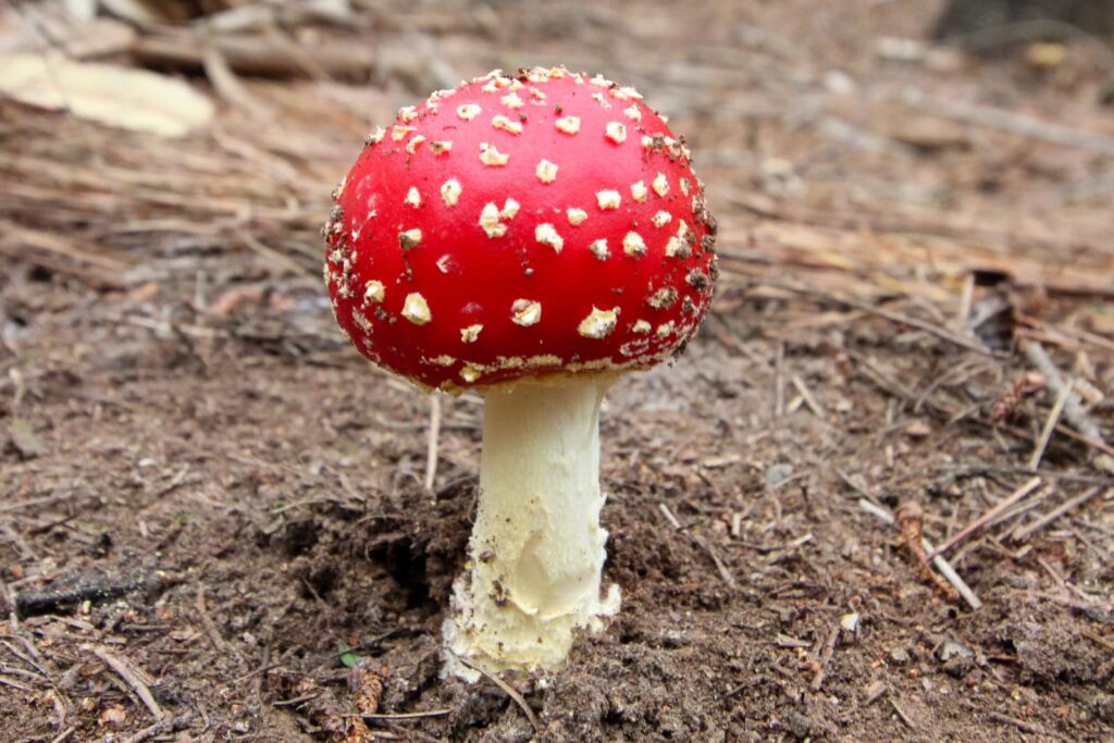 Amanita muscaria presente en bosques nativos de Chile. Créditos (CC-BY): Cortesía de Tamara Núñez, periodista de Ladera Sur.