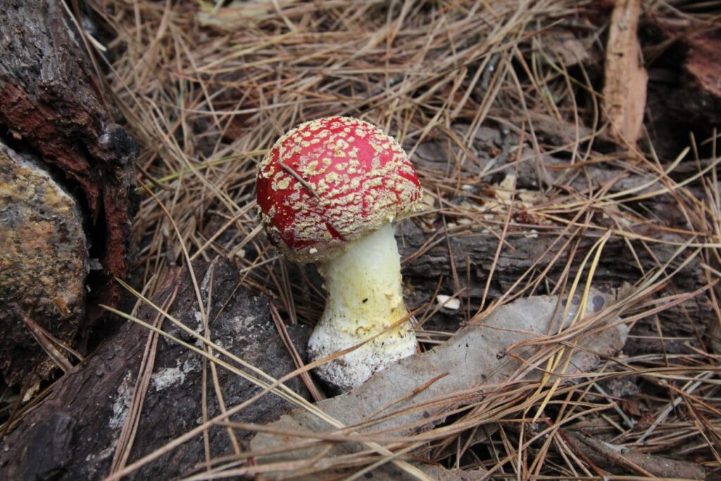 Amanita muscaria presente en bosques nativos de Chile. Créditos (CC-BY): Cortesía de Tamara Núñez, periodista de Ladera Sur.